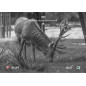 VO Digital NVG OWLSET 1x18 HD + sisakrögzítés – fekete