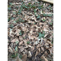 KMCS Adaptive Leafstrip (4 Pieces) - Woodland Floor