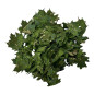 KMCS Tie Leafs - Green