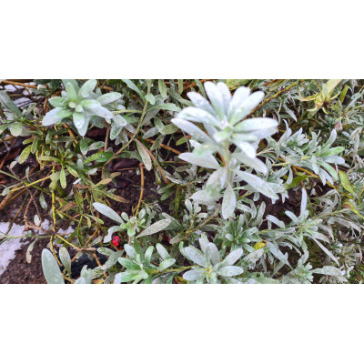 HOT LIPS tár az MK23 pisztolyhoz – 1 db